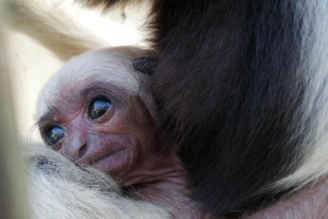 The new Pileated Gibbon, which was born at Blackpool Zoo at the end of August