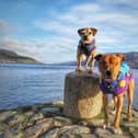 Last year's Canine Critics Toby and Amos enjoying Loch Ness