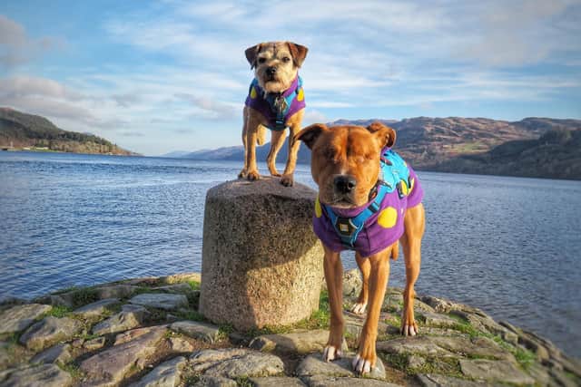 Last year's Canine Critics Toby and Amos enjoying Loch Ness