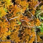 Nature's treasure - the Golden bog moss (Sphagnum pulchrum) discovered at Winmarleigh Moss   (photo: Josh Styles)