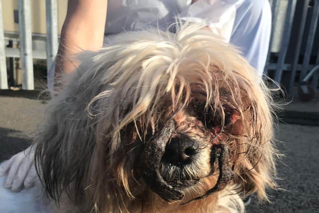 The terrified dog was found in Ramsbottom Cemetery, off Cemetery Road, in Ramsbottom, near Bury, Lancashire, by a concerned member of the public at about 4.30pm on Sunday, October 18). Pic: RSPCA