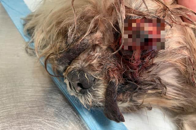 Boo is now recuperating from her ordeal in RSPCA care, but an investigation has been launched to trace the person responsible for abandoning her. Pic: RSPCA