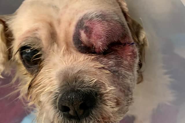 An elderly and matted dog, whose eye was so infected it was popping out from her head, has been rescued by the RSPCA after it was found dumped in a graveyard in Ramsbottom, near Bury. Pic: RSPCA