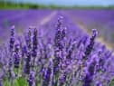 Lavender Picture: Pexels-Pixabay