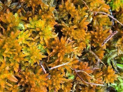 Close up of Golden Bog Moss (sphagnum pulchrum)  at Winmarleigh Moss (photo: Josh Styles)