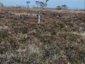 Golden Bog Moss (sphagnum pulchrum)  at Winmarleigh Moss (photo: Josh Styles)