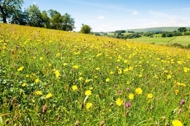 Bell Sykes wildflower meadow  photograph by Graham Cooper