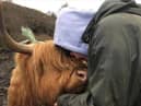 Lexi the Highland heifer, who was killed by a dog, was a loving family pet