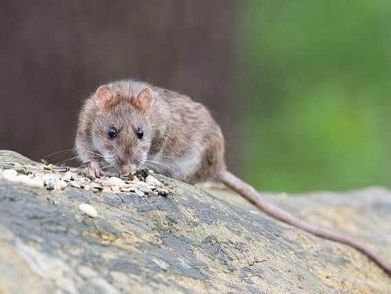 There have been a number of rat sighting across Padiham in recent weeks