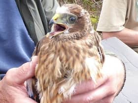 Apollo the hen harrier, who has flown from his nesting site in Bowland, Lancashire to his winter home in Extrremadura, Spain, twice in two years. His brother Dynamo, meanwhile, has ventured less than 50 miles in the same period