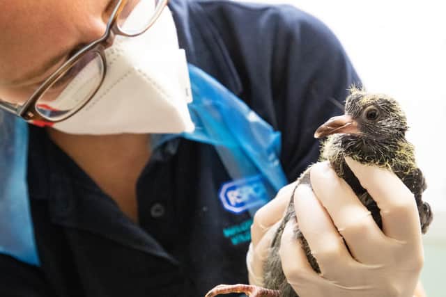 A fledgling is checked over by an RSPCA veterinary nurse. A new report shows how the animal welfare charity has changed the way it works since the first Covid lockdown in March 2020. Picture courtesy RSPCA