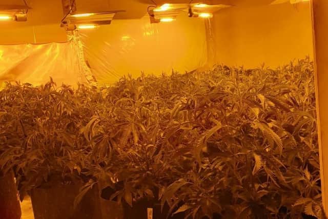 The cannabis find police made at the house in Stoneyholme in Burnley today