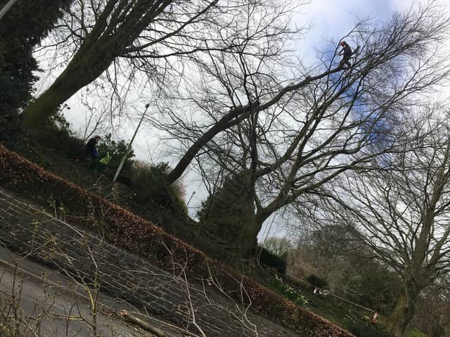 Tree surgeon Roy Cattermole battled blustering breeze to fell a 100ft tree uprooted on steep banking at Clitheroe Castle.