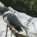 Leonard Poxon took this picture of the belted kingfisher on the Leeds-Liverpool Canal at Withnell Fold, near Chorley. The bird is usually only found in the US and Canada and has caused excietement in the birding community
