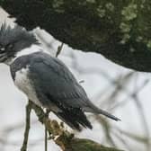 Leonard Poxon took this picture of the belted kingfisher on the Leeds-Liverpool Canal at Withnell Fold, near Chorley. The bird is usually only found in the US and Canada and has caused excietement in the birding community