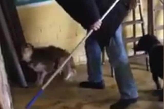 A still from a video shown to court which appeared to show John Walker, from RIshton, striking dogs at the Mucky Pups Doggy Day Care centre in the town, near Burnley. John Walker and his daughter Lauren have been sentenced after pleading guilty to animal welfare offences.