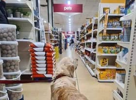 Wilko is welcoming pets in-store for the first time at 248 of its locations nationwide (Credit: Wilko)