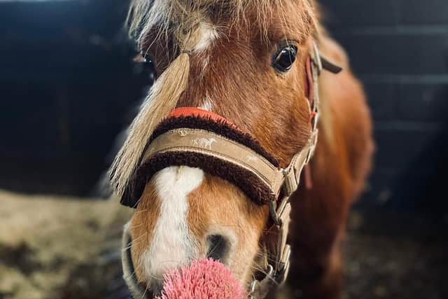 Meet Wotsit, one of the 40 Welsh mountain ponies rescued by HAPPA, Burnley.