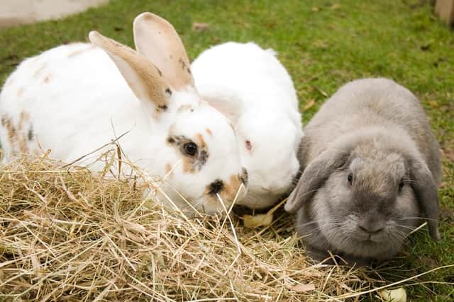 Always give rabbits a fresh supply of hay (photo: Quench Studios)