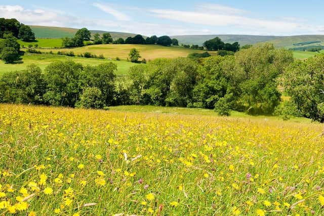 Bowland hay meadow. PIC: Graham Cooper