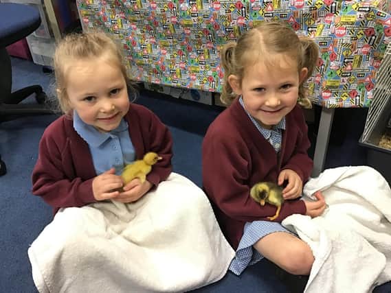 Skylar & Matilda with two of the newly hatched ducklings