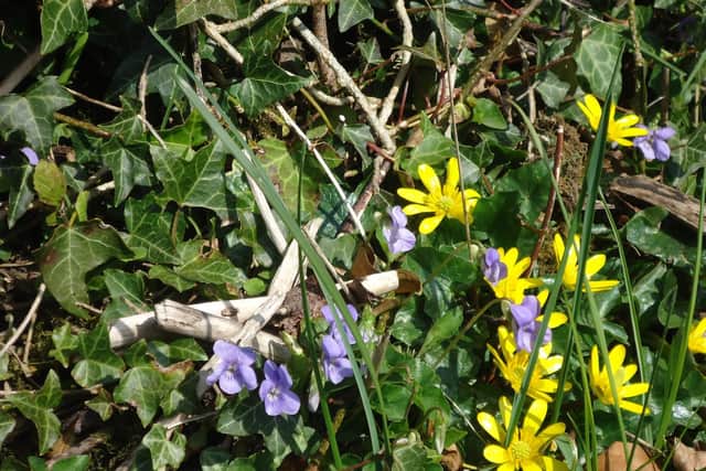 Jenny captured this image of celandines and wild violets while out on one of her walks