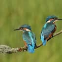 Keith's picture of the two kingfishers