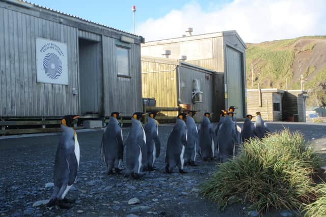 King penguins on High St. on Macquarie Island between New Zealand and Antarctica
