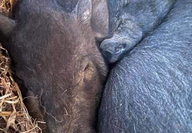 The pig that was poisoned (left) huddles close to her sister as she battles to get well.