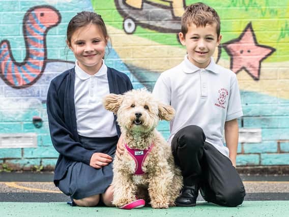 Penny the cavapoochon looks set to be a star in the end of term show The Wizard of Boz at Burnley's St Augustine's RC Primary School. (photo by Andy Ford)