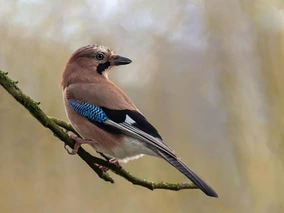 Pat Mansfield's stunning picture of a jay
