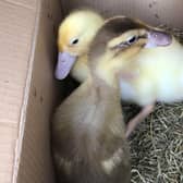 The two ducklings found in plastic bags dumped inside a wheelie bin in Bolton. The RSPCA launched an appeal for information after the domestic birds were found in the bin