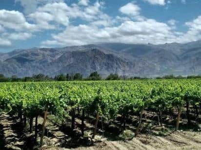 Vineyards in the foothills of the Andes in the Cafayete region of Argentina
Picture: visiondailleurs1/Pixabay