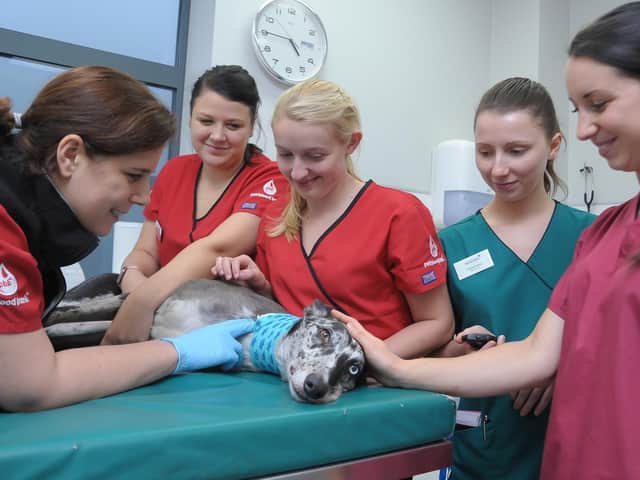 A dog giving blood at a Pet Blood Bank