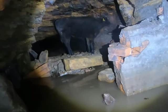 Damion Whitton admitted he could not believe his own eyes when he saw the cow stuck in the mine