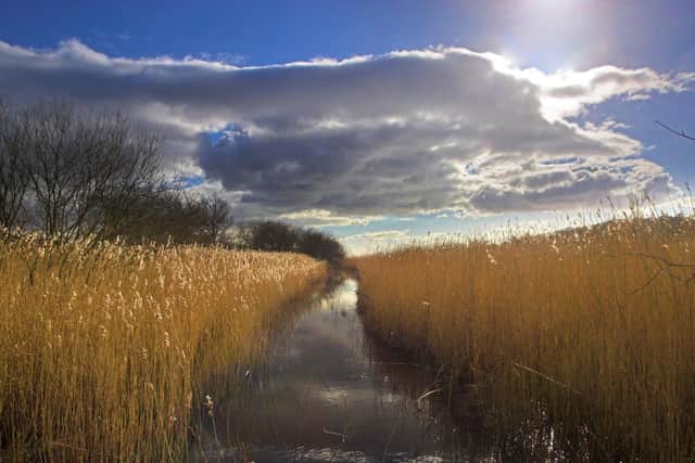 Reedbeds, Leighton Moss RSPB reserve, Carnforth Picture: BEN HALL/RSPB