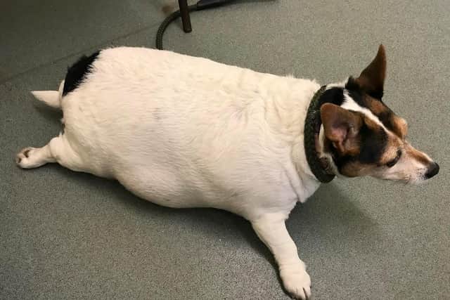 An overweight Lily when she was taken in to the RSPCA's Lancashire East rescue centre