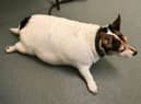An overweight Lily when she was taken in to the RSPCA's Lancashire East rescue centre