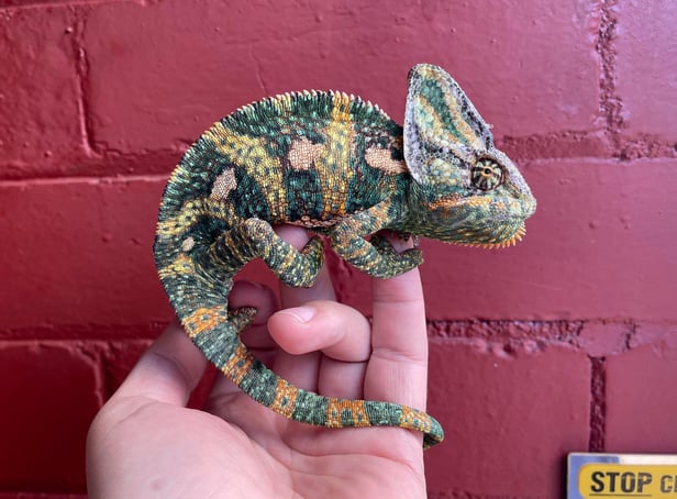 The colourful chameleon was found on the front door of a house in Fulwood, Preston. The lizard is now safe in the care of the RSPCA