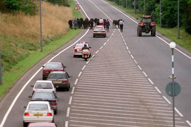 A stray herd of bullocks caused traffic chaos on Penwortham Way