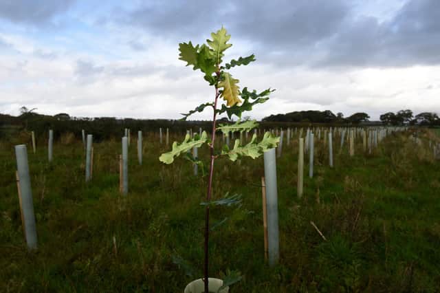 A legacy for the future - thousands of trees have been planted by Dewlay