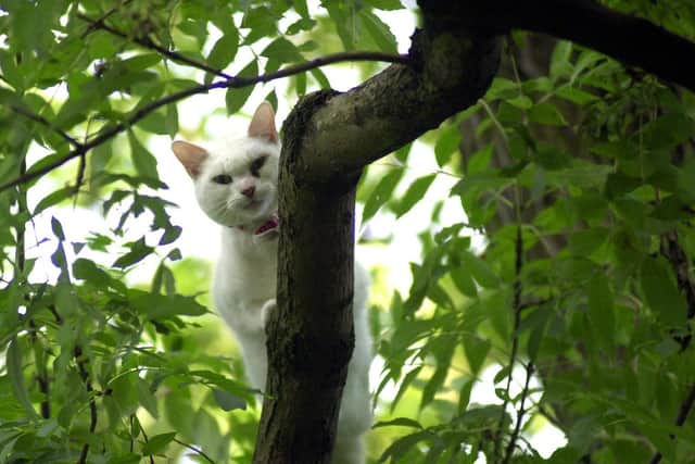 Crystal the cat who had to be rescued from a tree after spending a week up there!
