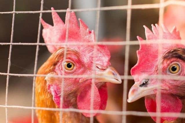 A case of bird flu has been detected in the Ribble Valley
