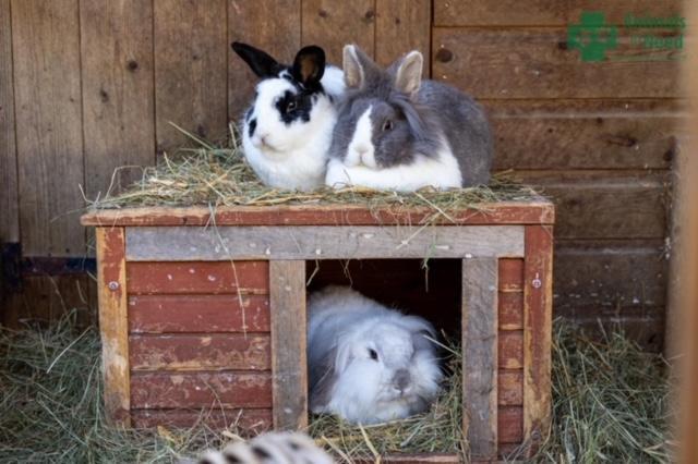 Beautiful trio of bunniess Rosie, Raiya and Basil would love a large forever home together with plenty of space to hop, kick and binky.
All neutered, fully vaccinated they leave us with four weeks free insurance and rescue back up for life.