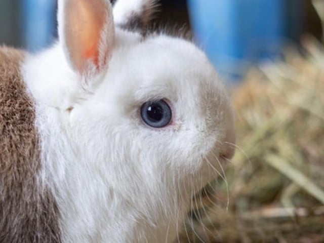 Comet is a young Netherland Dwarf boy with a big character. He would love a large new home to explore with.