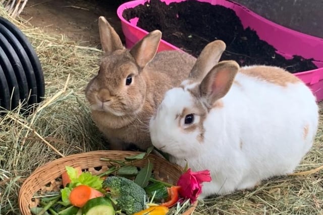 Billy and Bella are bonded best friends needing a large for ever home together with space to hop, kick and binky. They enjoy exploring, digging and eating.