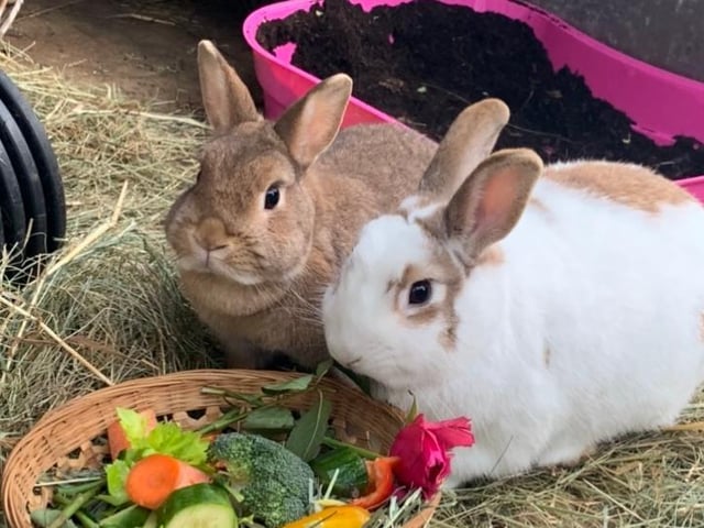 Billy and Bella are bonded best friends needing a large for ever home together with space to hop, kick and binky. They enjoy exploring, digging and eating.