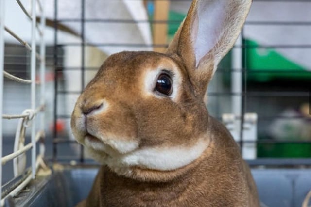 Peter Rabbit is a handsome Rex chap, an unclaimed stray needing a home with a gentle wife bun with plenty of space explore.