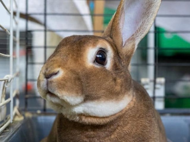 Peter Rabbit is a handsome Rex chap, an unclaimed stray needing a home with a gentle wife bun with plenty of space explore.