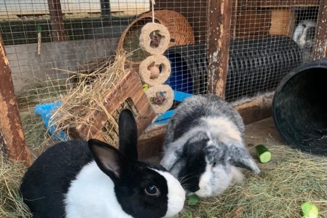 Buddy and Errol are older bonded best buddies seeking a wonderful home together, they are aged five and seven years.